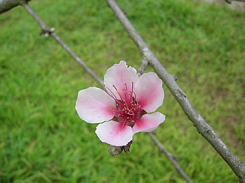 烏松崙桃花