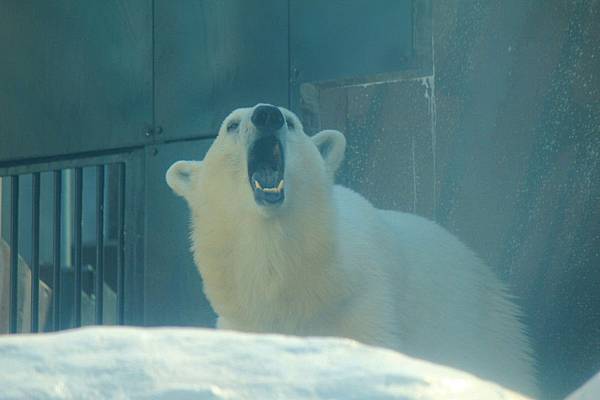 也是超人氣的北極熊