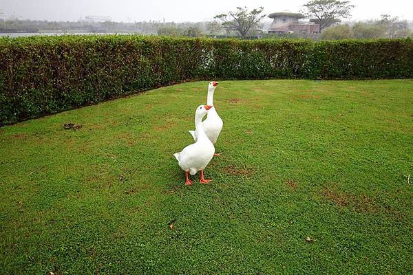 突然間下起傾盆大雷雨