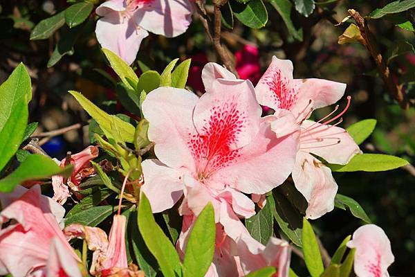 來到花博公園, 先來拍個花