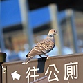 離開前拍個斑鳩