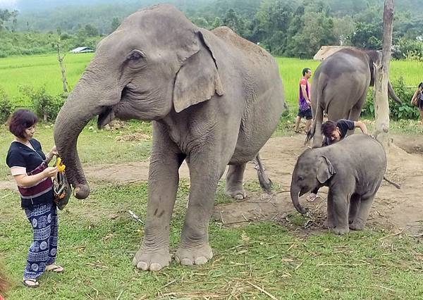 Elephant Park in Chiang Mai 1.jpg