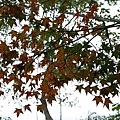 DSC_0796.JPG