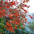 DSC_0811.JPG