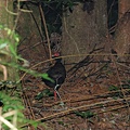 雌藍腹鷴.jpg