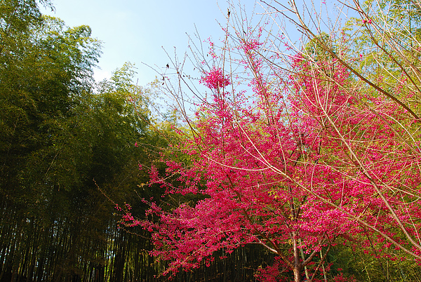 DSC_1532.JPG