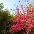 DSC_1532.JPG