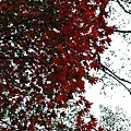 DSC_0674.JPG