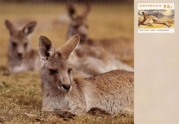 Australia11.jpg Australia11.jpg