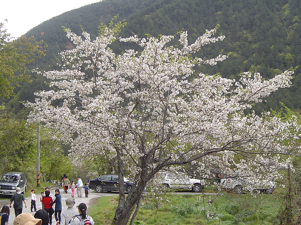 櫻花