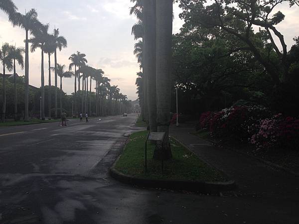 台大校園 椰林大道