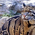 Clouded_leopard.jpg