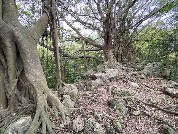 北壽山步道〈猩猩洞、北峰嶺、盤榕、樹伯休息區、八德園 202