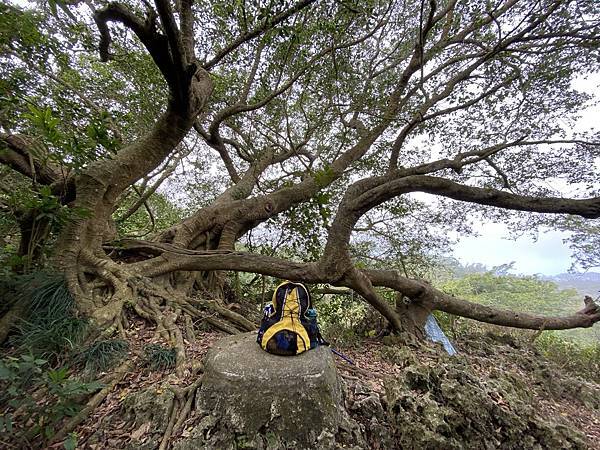 北壽山步道〈猩猩洞、北峰嶺、盤榕、樹伯休息區、八德園 202