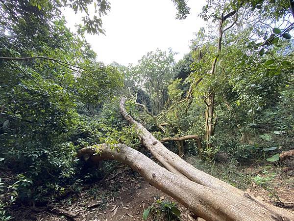 北壽山步道〈猩猩洞、北峰嶺、盤榕、樹伯休息區、八德園 202