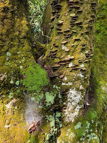 LINE_ALBUM_南部小百岳 21321～台南崁頭山、嘉義梨子腳山、紅毛埤山、獨立山、尾寮山_220620_21.jpg