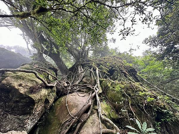 小百岳＃034 苗栗加里山（鹿場登山口） 2023/06/2