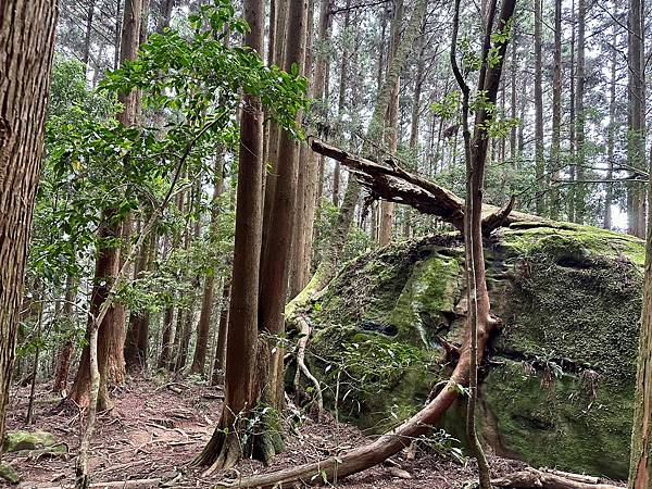 小百岳＃034 苗栗加里山（鹿場登山口） 2023/06/2