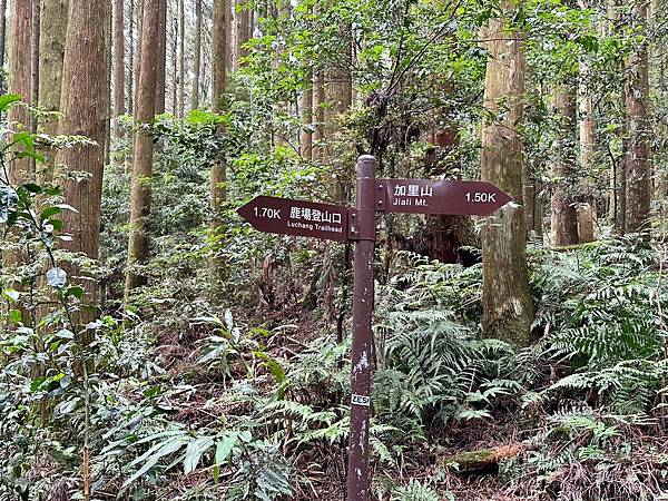 小百岳＃034 苗栗加里山（鹿場登山口） 2023/06/2