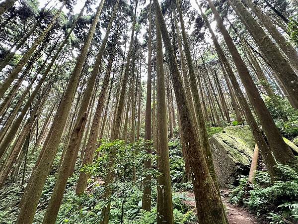 小百岳＃034 苗栗加里山（鹿場登山口） 2023/06/2