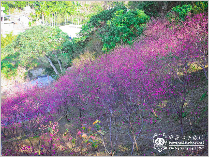 台中大坑-濁水巷櫻花-51.jpg