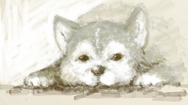 KANi love Husky KANi love Husky