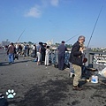 加拉塔橋 釣魚