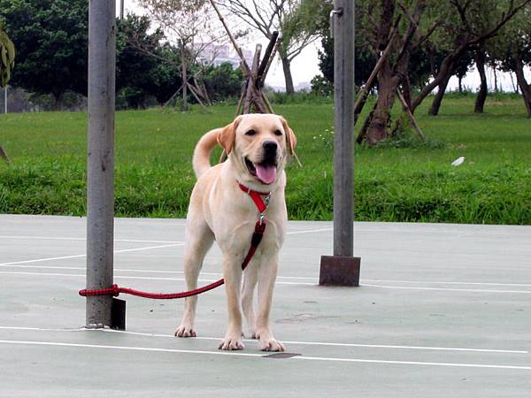 華中河濱公園 - 拔拔麻麻這樣站站有沒有帥帥