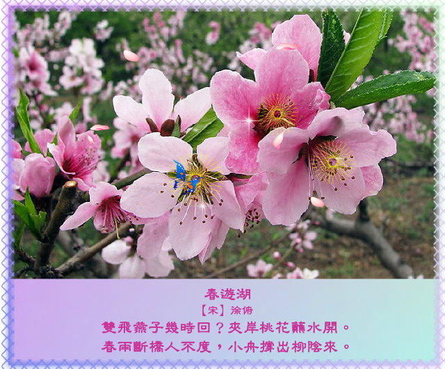 春風有意豔桃花，桃花無意惹詩情9.jpg