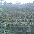 波斯園140.jpg