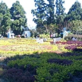 清境小瑞士花園98.jpg