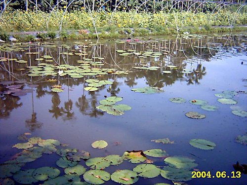 集集日月潭7.jpg