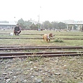 IMG10500