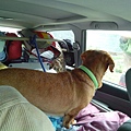IMG_20140908_121629.jpg