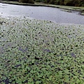 IMG_20151115_150024.jpg