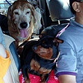 IMG_20151212_215110_487.jpg