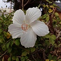 IMG_20151226_164108.jpg