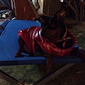 IMG_20151226_212603.jpg