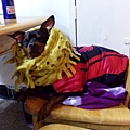 IMG_20160206_185252.jpg