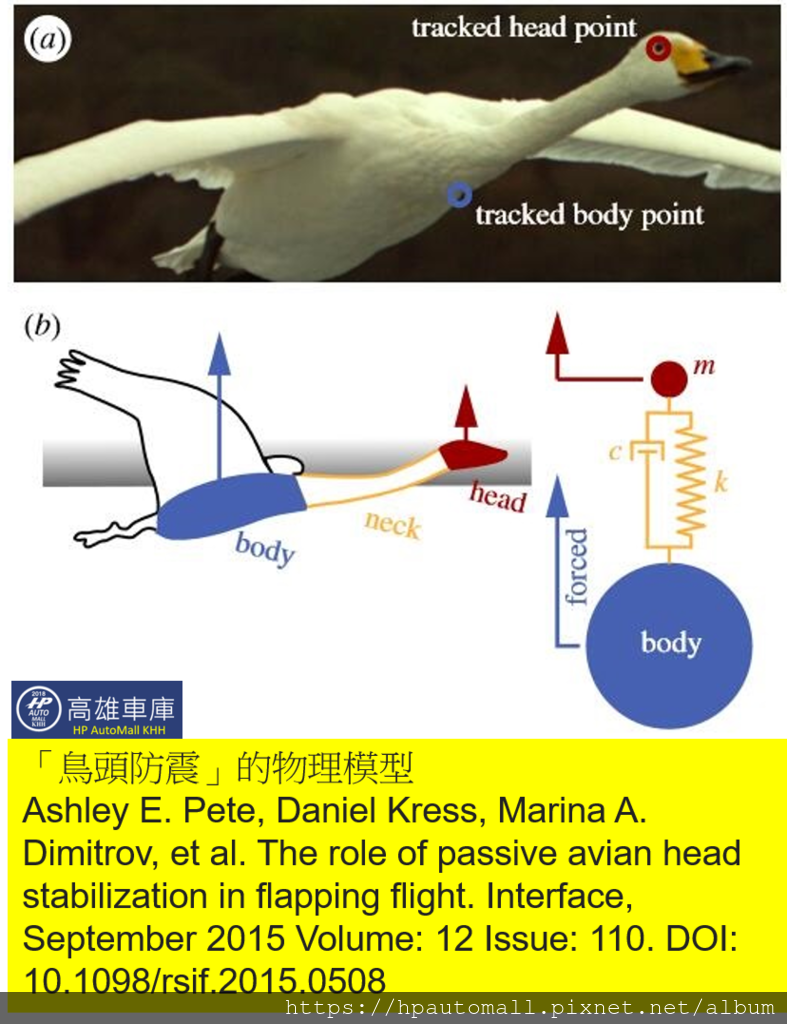 鳥頭防震的物理模型