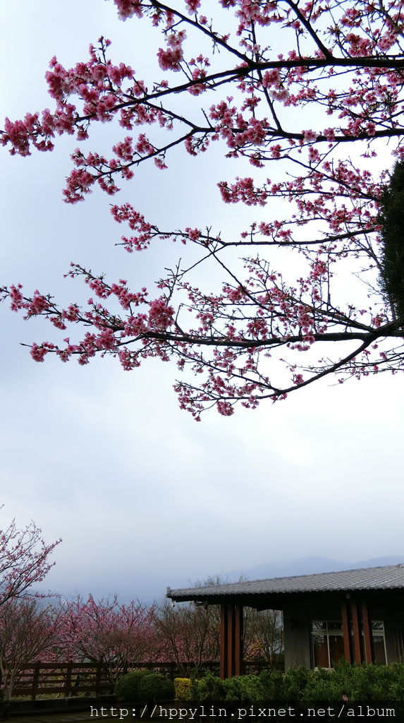 CIMG3012.JPG CIMG3012.JPG