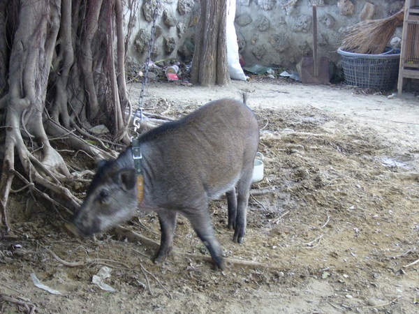 安平小砲台附近