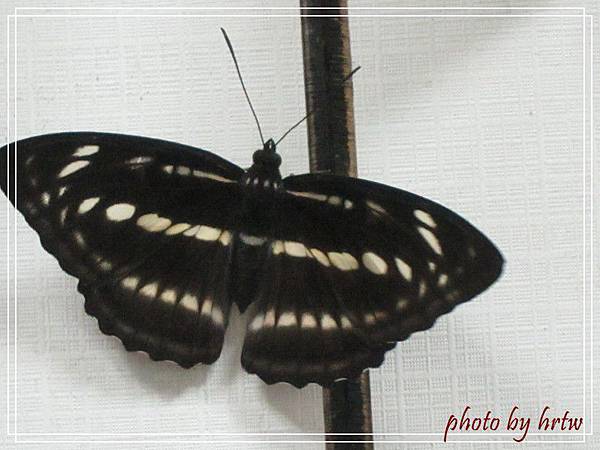 2011-07-01 005-1.jpg 2011-07-01 005-1.jpg