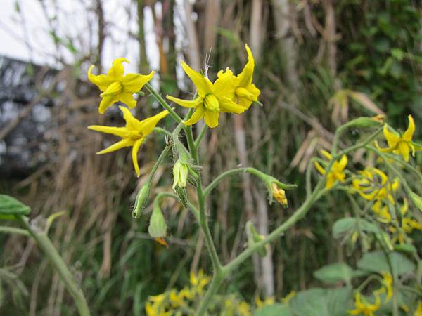 2011-3-27 083.jpg 2011-3-27 083.jpg