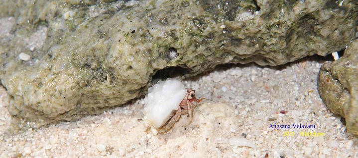 DSC_3063 DSC_3063