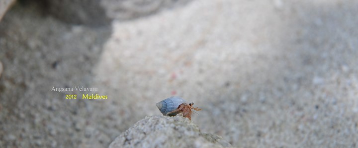 DSC_3096 DSC_3096