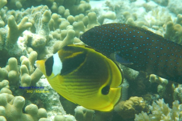 DSCN2602 DSCN2602