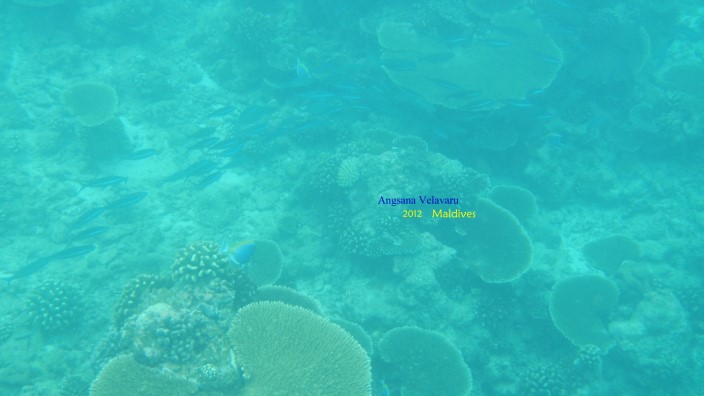 DSCN2711 DSCN2711