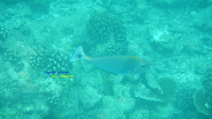 DSCN2743 DSCN2743