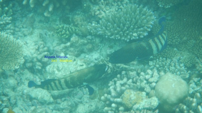 DSCN2795 DSCN2795